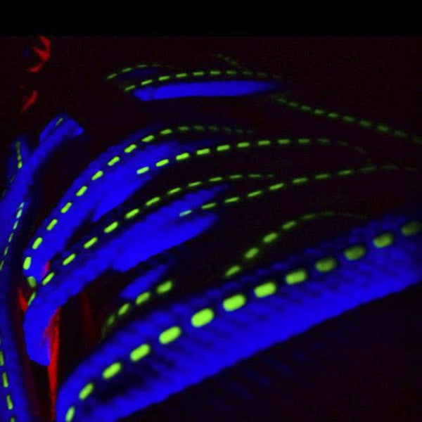 Laced Up White Glow Shoelaces